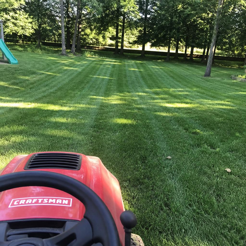 My yard has never looked this good
